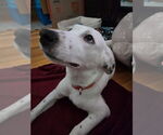 Small #30 Great Pyrenees Mix