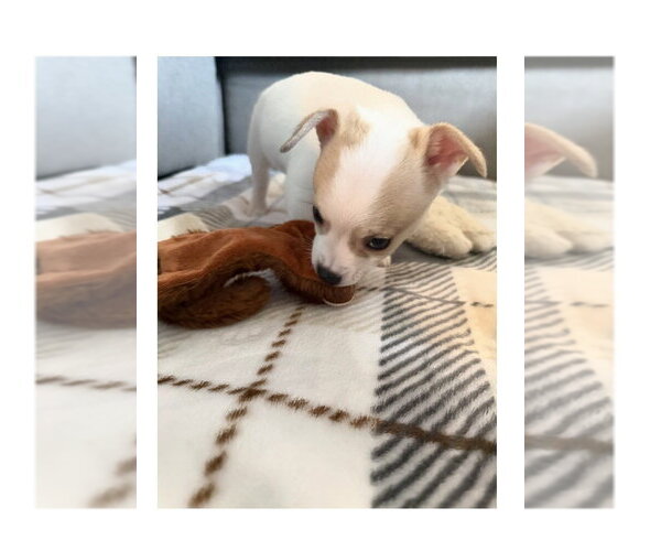 Medium Photo #2 Chihuahua-Unknown Mix Puppy For Sale in Mooresville, NC, USA