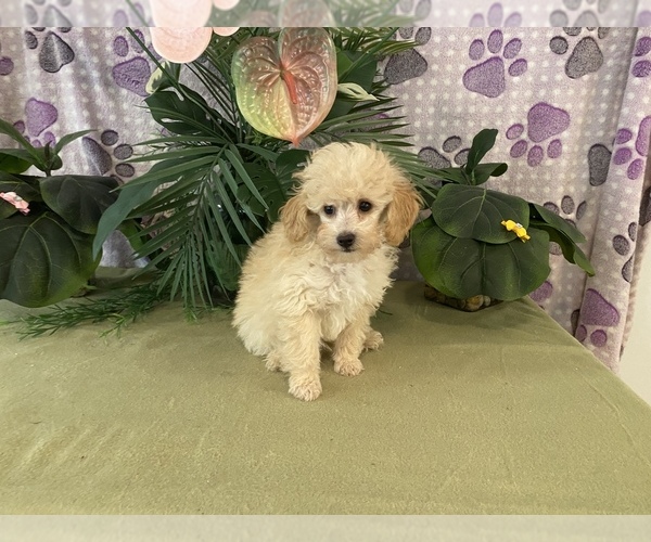 Medium Photo #7 Poodle (Toy) Puppy For Sale in WINSTON SALEM, NC, USA
