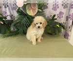 Small Photo #7 Poodle (Toy) Puppy For Sale in WINSTON SALEM, NC, USA