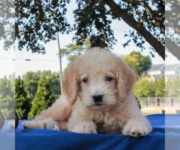 Medium Photo #4 Labradoodle-Poodle (Miniature) Mix Puppy For Sale in GAP, PA, USA