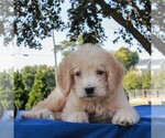 Small Photo #4 Labradoodle-Poodle (Miniature) Mix Puppy For Sale in GAP, PA, USA