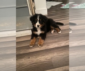 Bernese Mountain Dog Puppy for sale in LINCOLN, VT, USA
