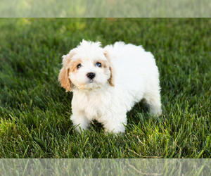 Cock-A-Poo-Poodle (Miniature) Mix Puppy for sale in SHIPSHEWANA, IN, USA