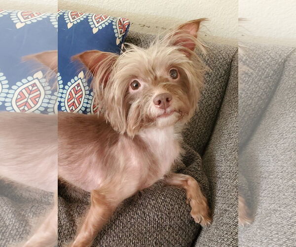 Medium Photo #5 Mutt Puppy For Sale in Temecula, CA, USA