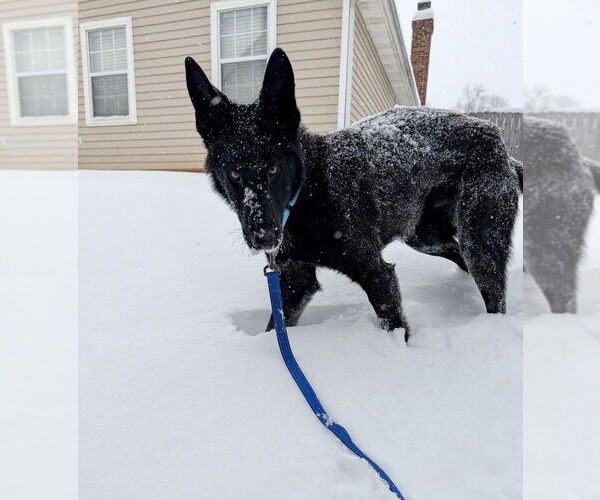 Medium Photo #4 German Shepherd Dog-Unknown Mix Puppy For Sale in Mooresville, NC, USA