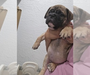 American Bully Puppy for sale in NORTH PORT, FL, USA