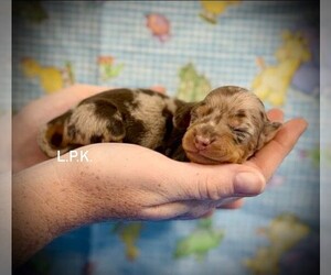 Dachshund Puppy for sale in WINNSBORO, LA, USA