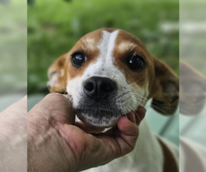 Chihuahua-Unknown Mix Dogs for adoption in Cranston, RI, USA
