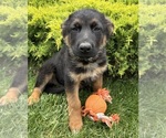 Small #1 German Shepherd Dog