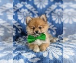 Small Photo #6 Pomeranian Puppy For Sale in OXFORD, PA, USA