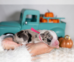 Small #4 Border Collie