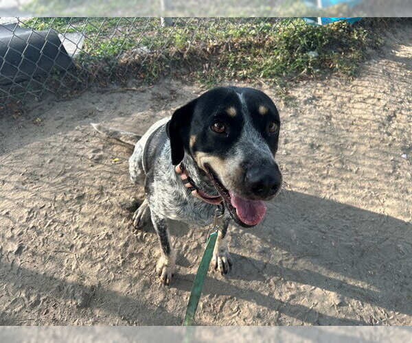 Medium Photo #1 Bluetick Coonhound-Unknown Mix Puppy For Sale in Ocala, FL, USA
