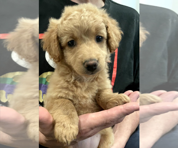 Medium Photo #6 Goldendoodle Puppy For Sale in IRWIN, PA, USA