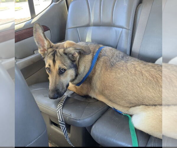 Medium Photo #10 German Shepherd Dog Puppy For Sale in Winston Salem, NC, USA