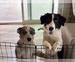 Small Photo #2 Border Collie-Unknown Mix Puppy For Sale in Paso Robles, CA, USA