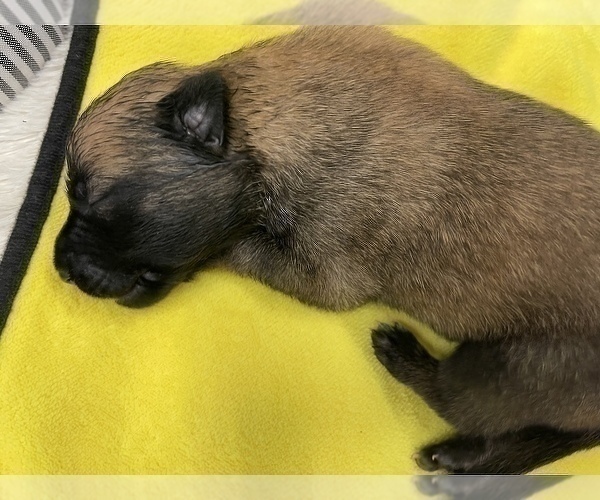 Medium Photo #168 Belgian Malinois Puppy For Sale in REESEVILLE, WI, USA