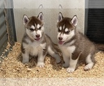 Small Photo #9 Siberian Husky Puppy For Sale in FRESNO, CA, USA
