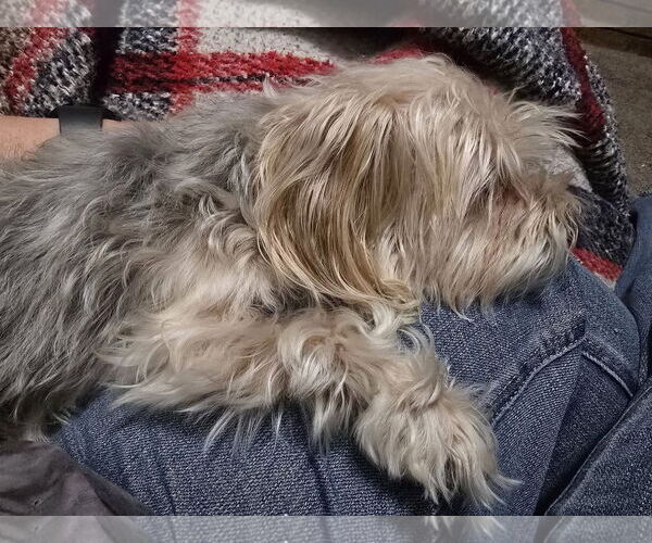 Medium Photo #4 Poodle (Miniature)-Unknown Mix Puppy For Sale in Modesto, CA, USA