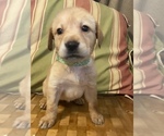 Small Photo #2 Labrador Retriever Puppy For Sale in FORT COLLINS, CO, USA