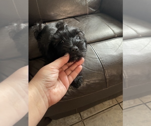 Medium Photo #5 Schnauzer (Miniature) Puppy For Sale in MANSFIELD, TX, USA