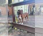 Small #6 Chocolate Labrador retriever Mix