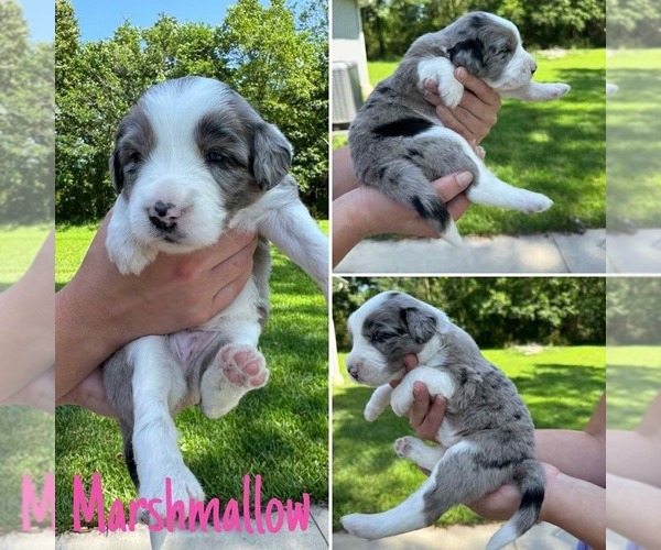 Medium Photo #4 Australian Shepherd-Goldendoodle Mix Puppy For Sale in BRIGHTON, MO, USA