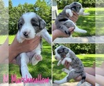 Small #3 Australian Shepherd-Goldendoodle Mix