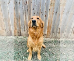 Father of the Golden Retriever puppies born on 07/01/2025