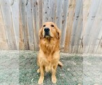 Small Photo #1 Golden Retriever Puppy For Sale in COMFORT, TX, USA
