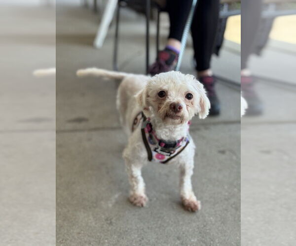 Medium Photo #8 Maltese-Unknown Mix Puppy For Sale in Mundelein, IL, USA