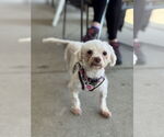 Small Photo #8 Maltese-Unknown Mix Puppy For Sale in Mundelein, IL, USA