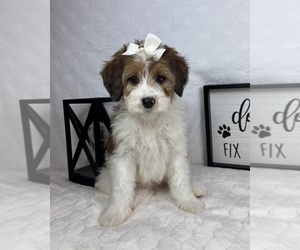 Bernedoodle (Miniature) Puppy for sale in GREENFIELD, IN, USA