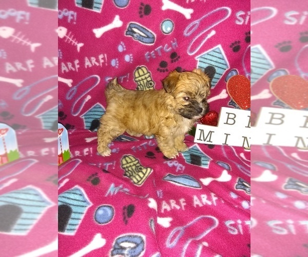 Medium Photo #3 Maltese Puppy For Sale in LAPEER, MI, USA