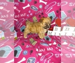 Small Photo #3 Maltese Puppy For Sale in LAPEER, MI, USA