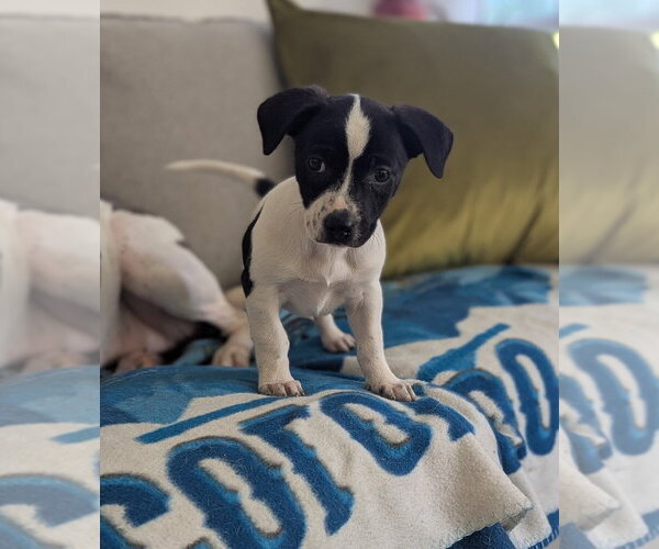 Medium Photo #2 Mutt Puppy For Sale in Candler, NC, USA
