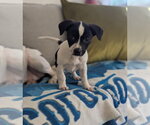 Small #1 Mutt