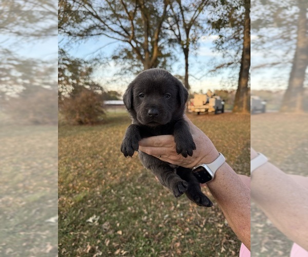 Medium Photo #1 Labrador Retriever Puppy For Sale in CULLMAN, AL, USA