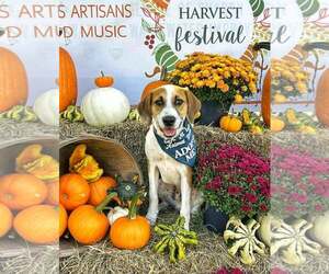 Beagle-Unknown Mix Dogs for adoption in Fultonham, NY, USA