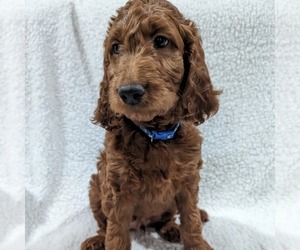 Irish Doodle Puppy for Sale in BARKER, New York USA