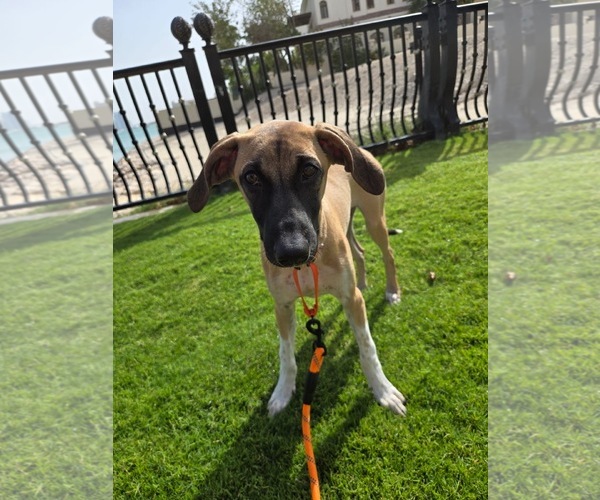 Medium Photo #1 Greyhound-Saluki Mix Puppy For Sale in Agoura Hills, CA, USA