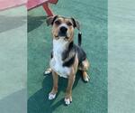 Small #1 German Shepherd Dog Mix