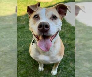 American Pit Bull Terrier Dogs for adoption in Woodland, CA, USA