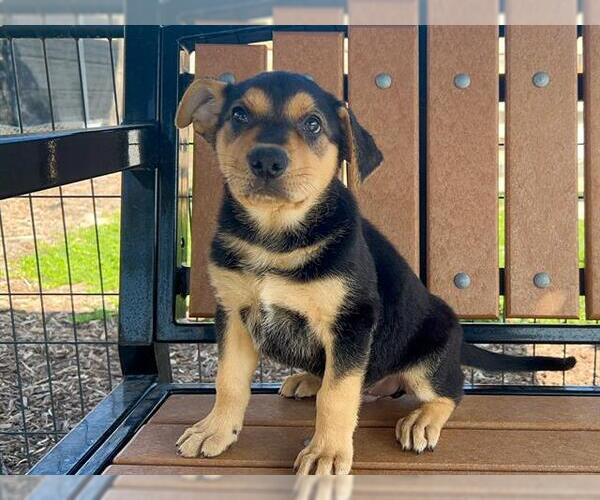 Medium Photo #1 Rottweiler-Unknown Mix Puppy For Sale in Orange, CA, USA