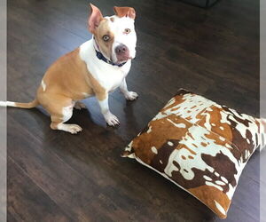 American Pit Bull Terrier-Bulldog Mix Dogs for adoption in Valrico, FL, USA