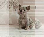 Small French Bulldog