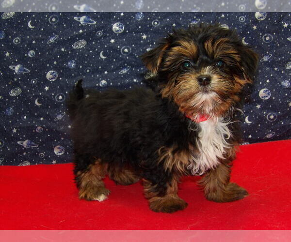 Medium Photo #10 Shorkie Tzu Puppy For Sale in PATERSON, NJ, USA