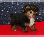 Small Photo #10 Shorkie Tzu Puppy For Sale in PATERSON, NJ, USA