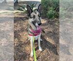Small #1 German Shepherd Dog