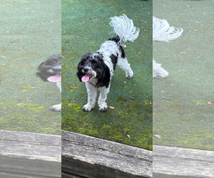 Poochon Dogs for adoption in COLUMBIA, MD, USA